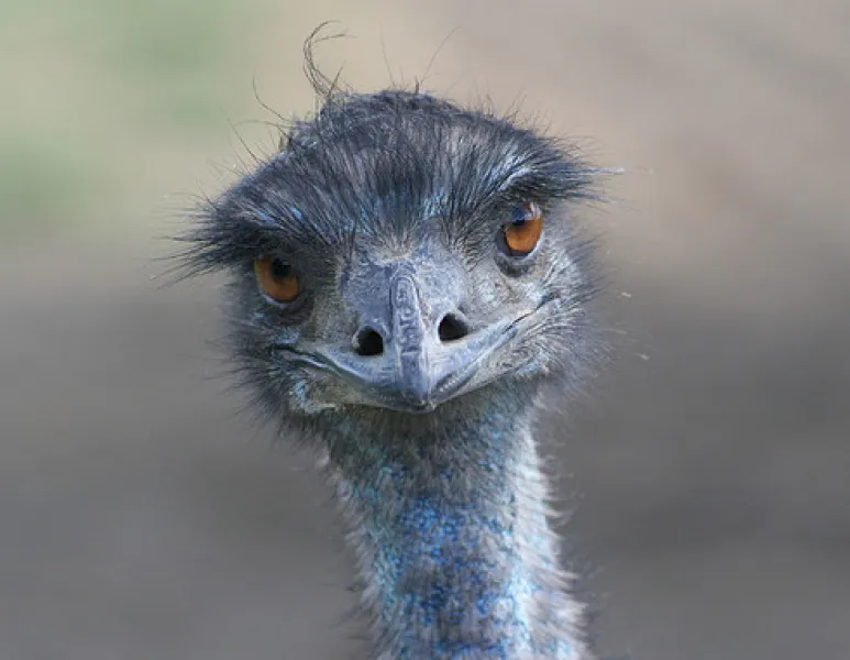 What Are You Lookin' At?