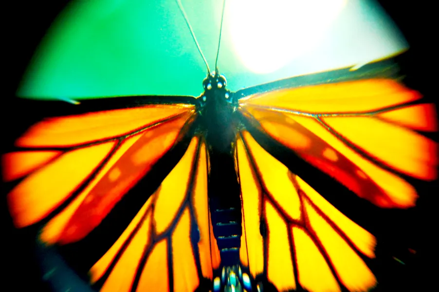 Black and Orange Beauty