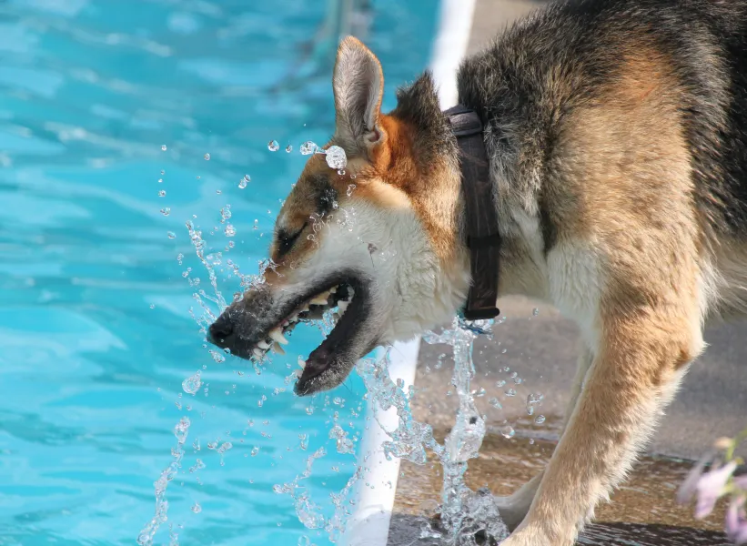 crazed dog catching water