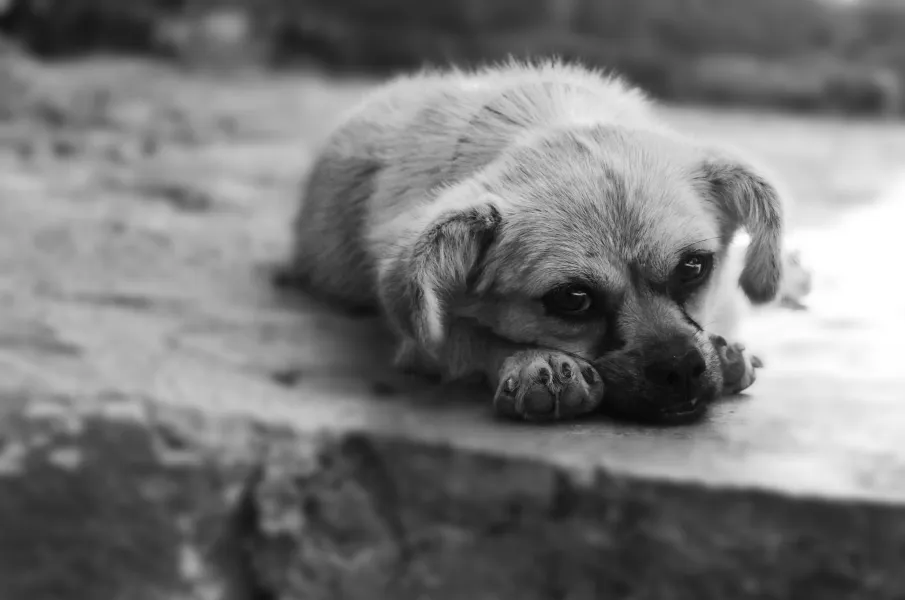 Homeless Puppy