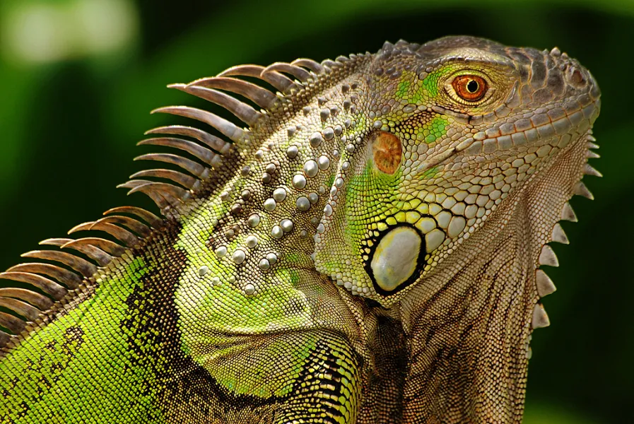 Green Iguana