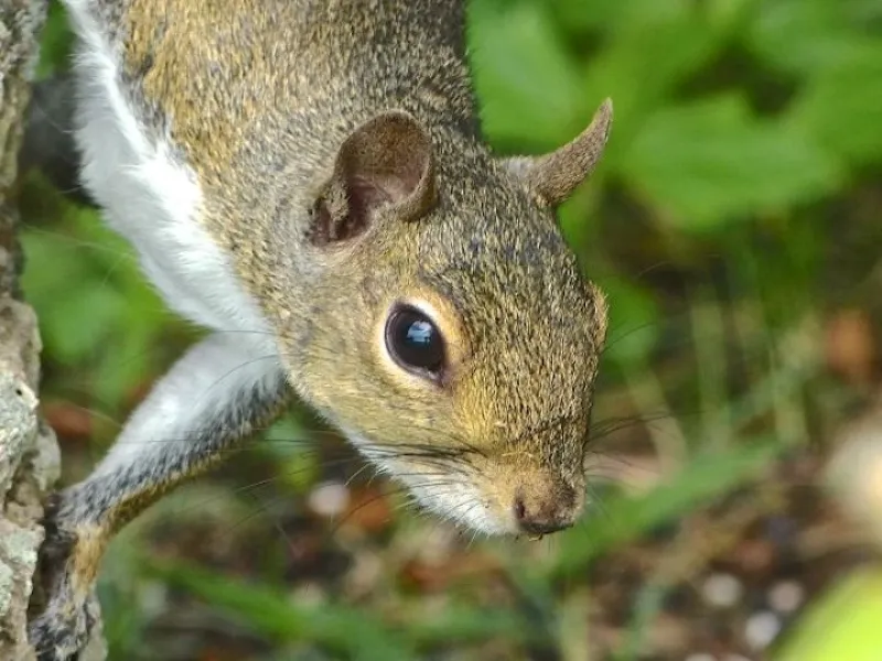 OK, who said "Squirrelly"