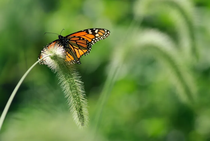 Monarch Butterfly
