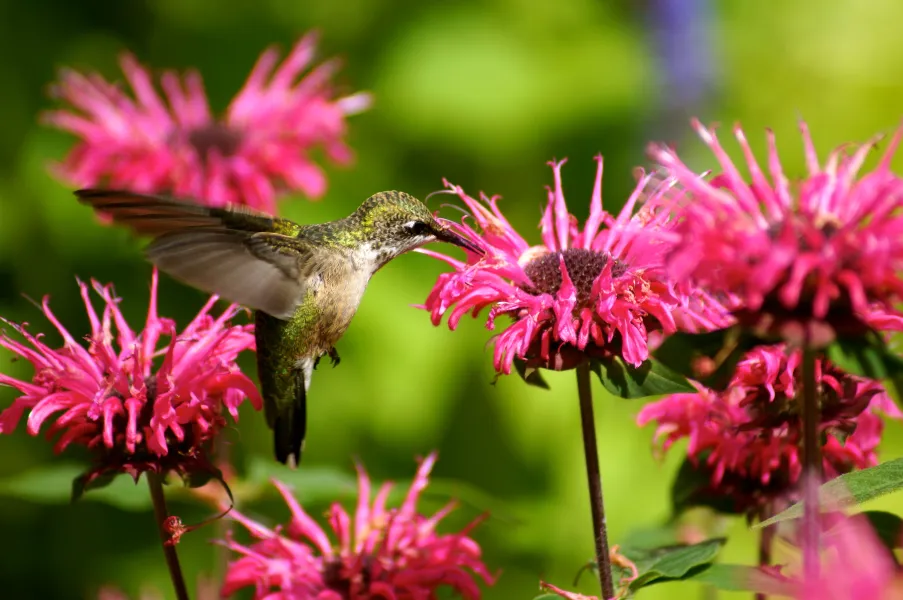 Beauty and Bee Balm
