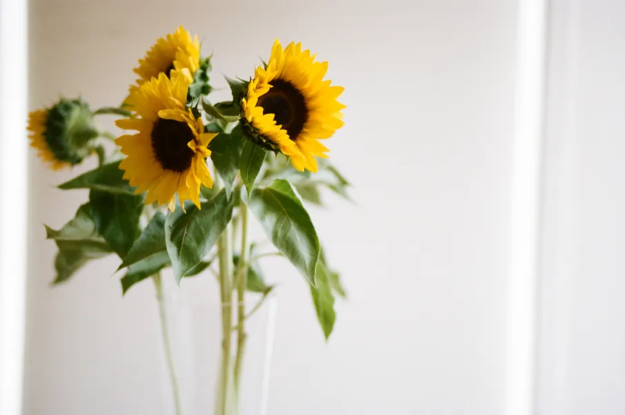 Sunflowers, Summer 2013