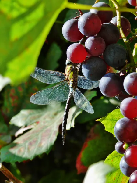 libelle op druiventros