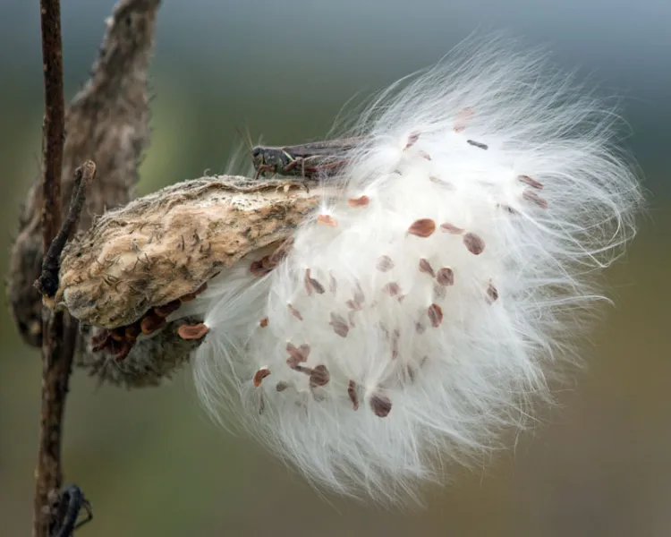Hidden in the Milkweed