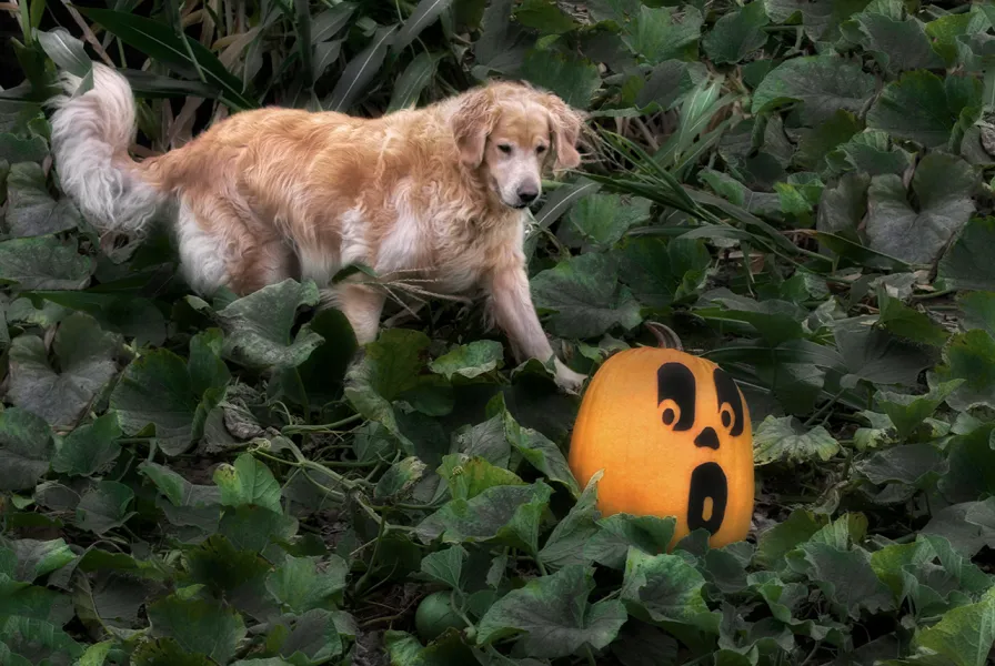 Startling Pumpkins