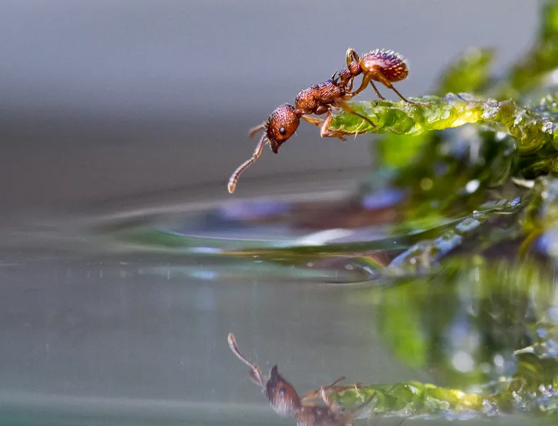 Red Ant on Moss