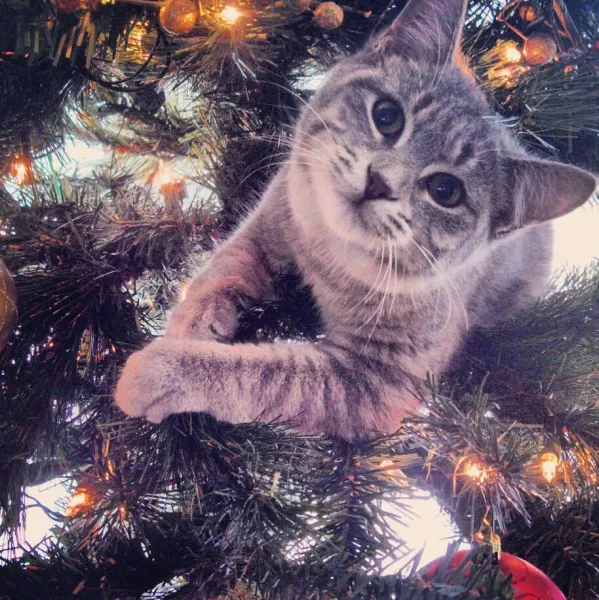 Loving My First Christmas