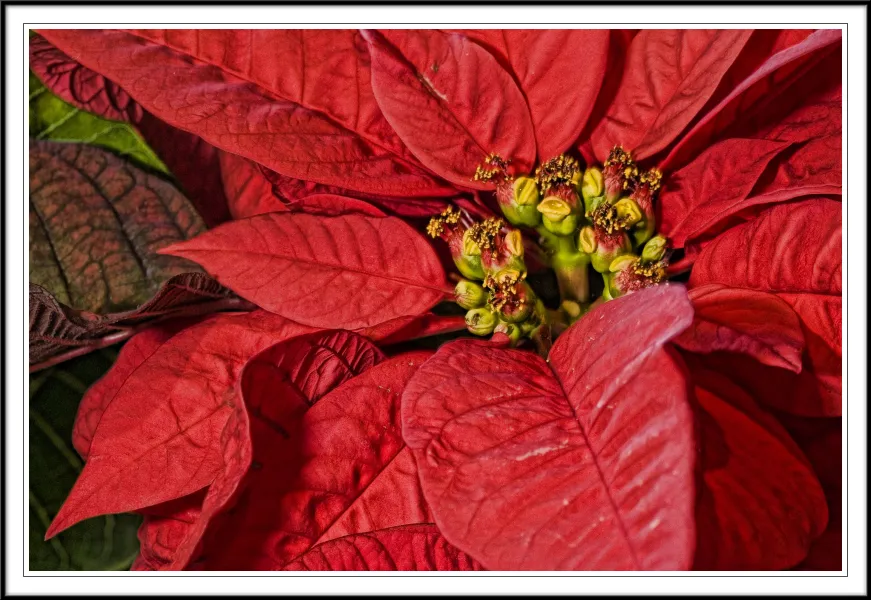 poinsettias