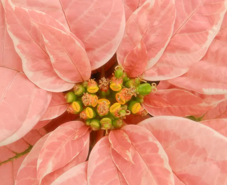 Peachy Pink Poinsettia