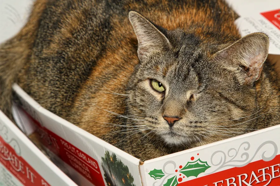 Helping with Christmas