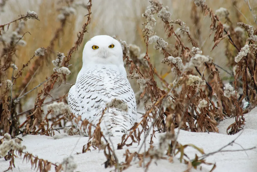 Snowy Owl in snow