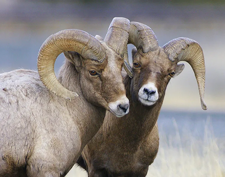 Big Horn Rams
