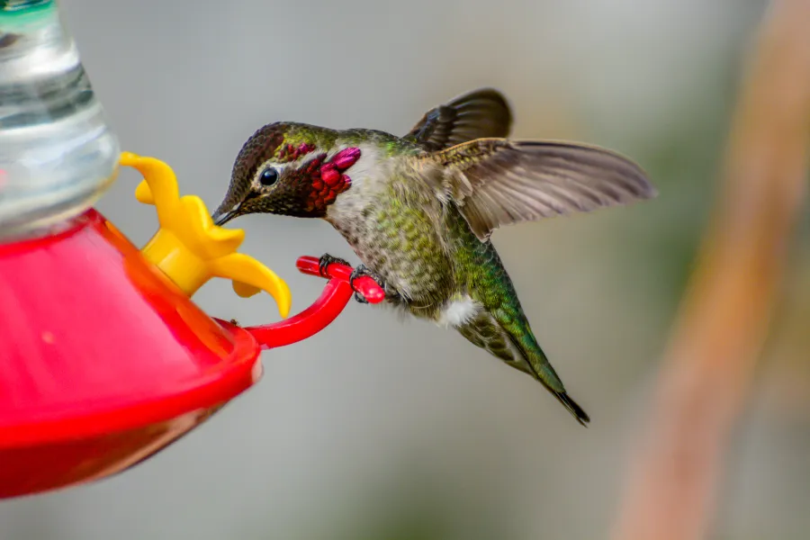 Hummingbird