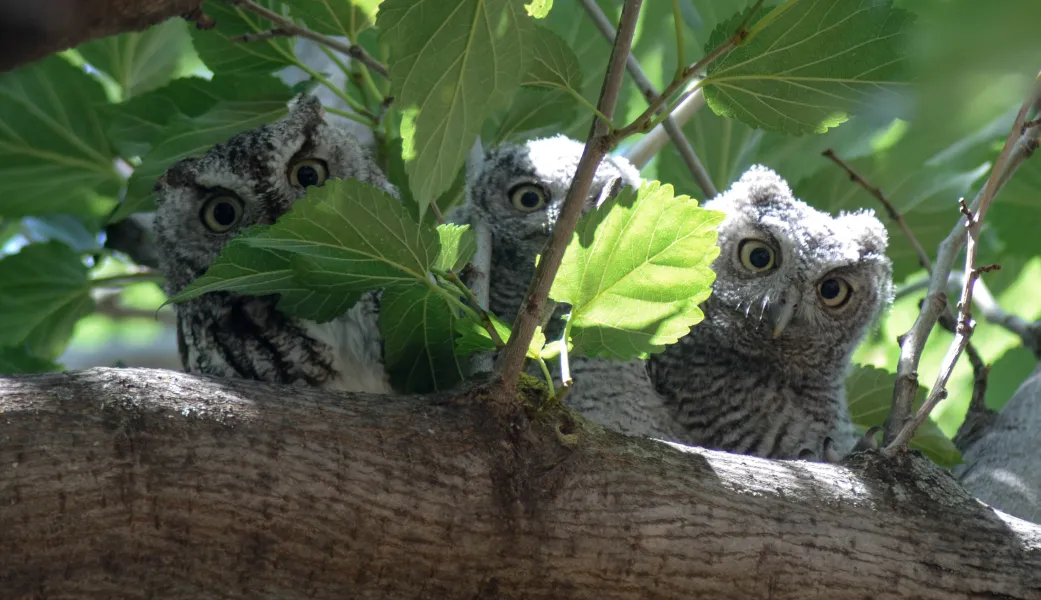 Owl Family