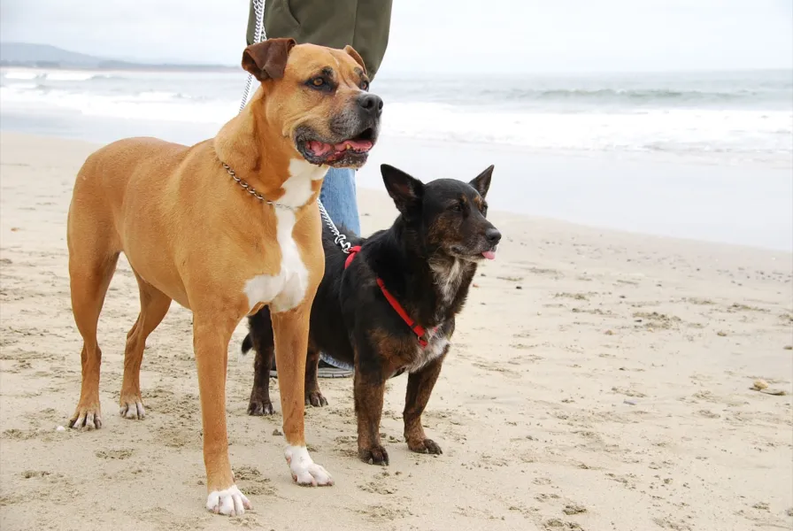 Their First Beach Walk