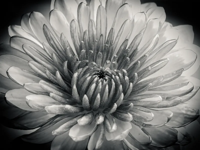 Beauty of Black and White