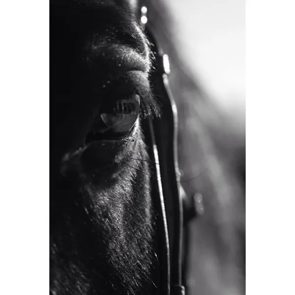 Black and White Beauty