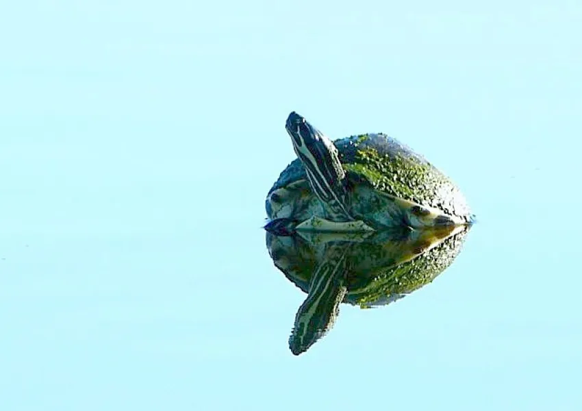 Big pond.  Small turtle.