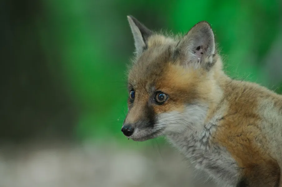 Fox Kit