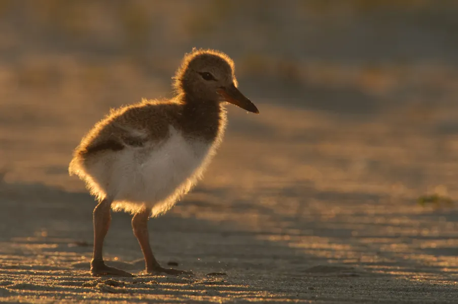 I photographed this oyste