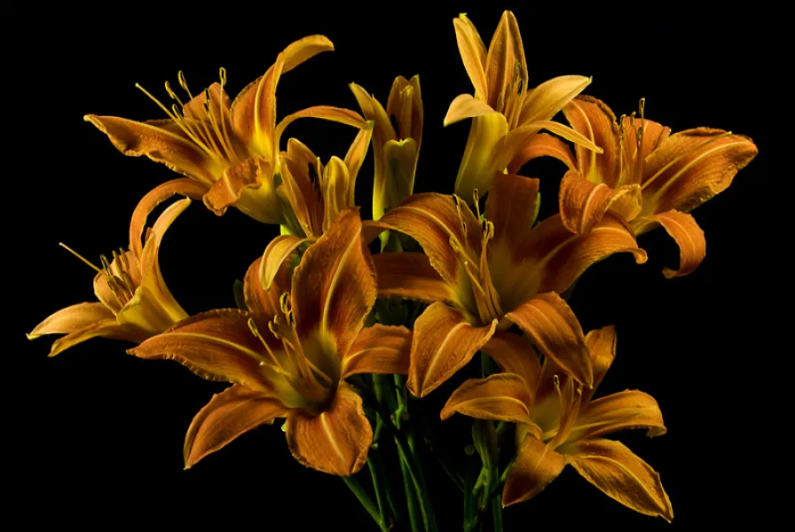 Day Lilies II