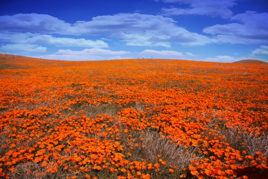 California Poppies