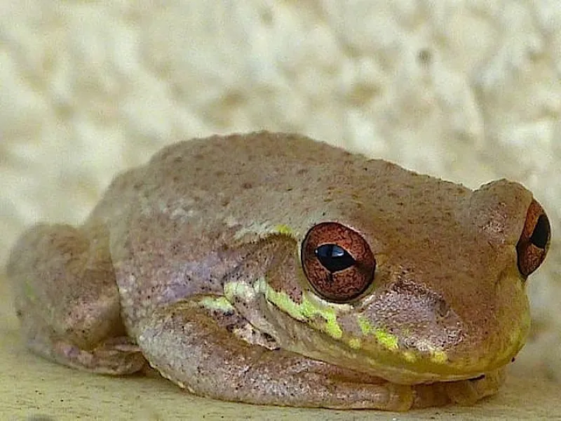 Are You The Pizza Guy?