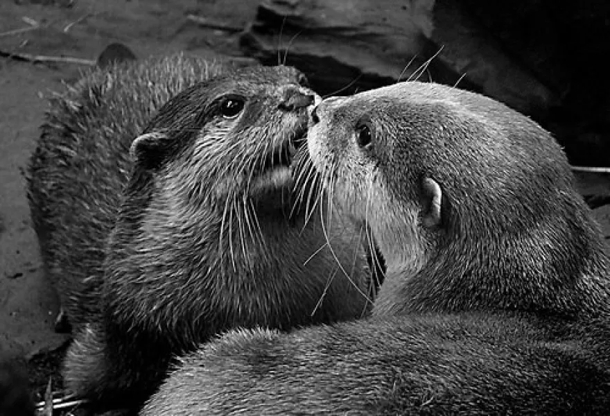 A kiss is just a kiss