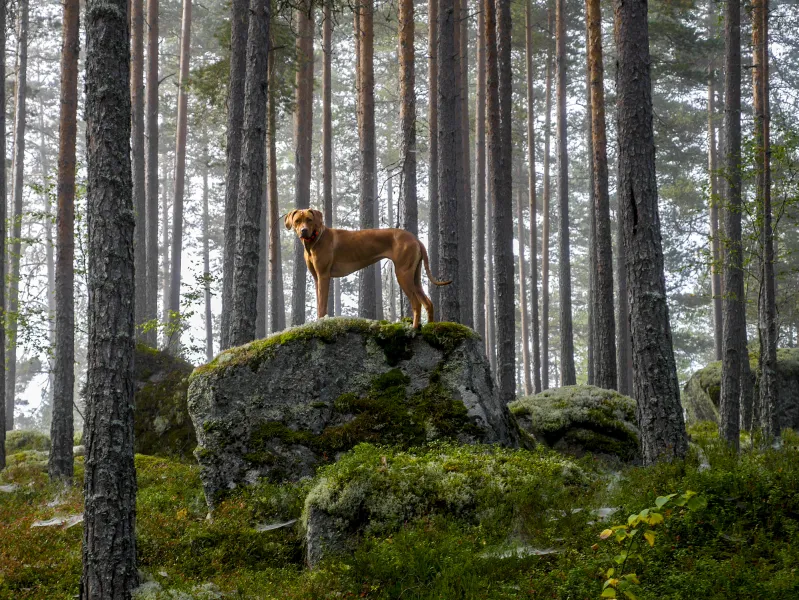 On a inland ice dropping