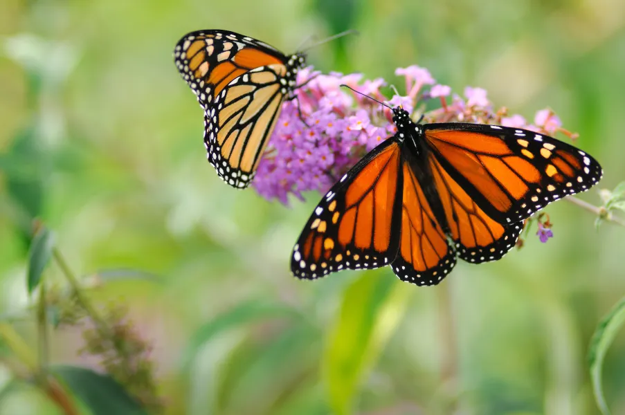 Monarch Butterflies