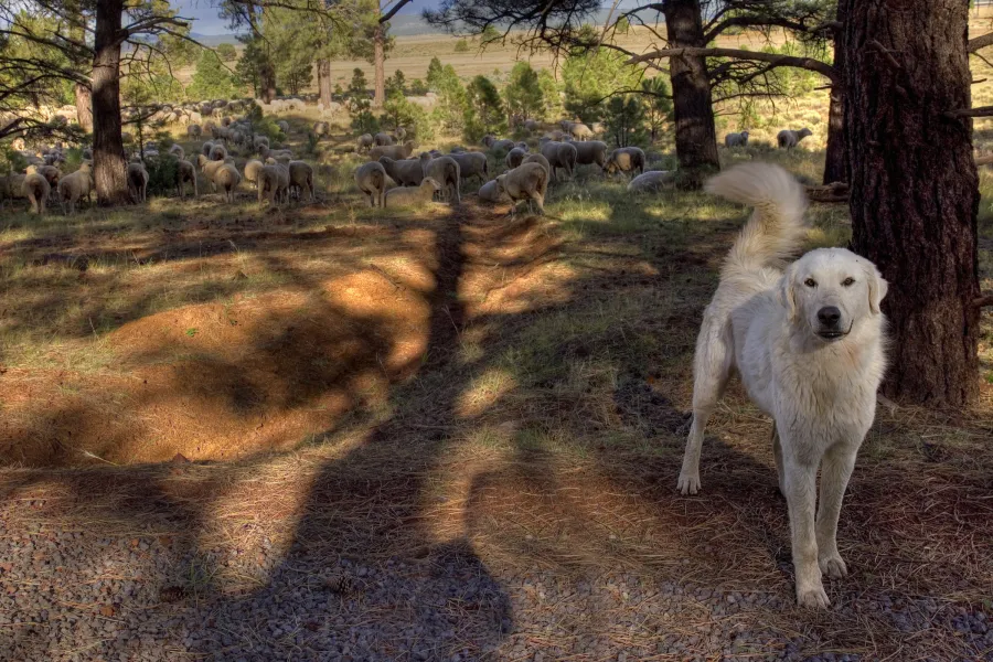 Sheepdog and his Flock