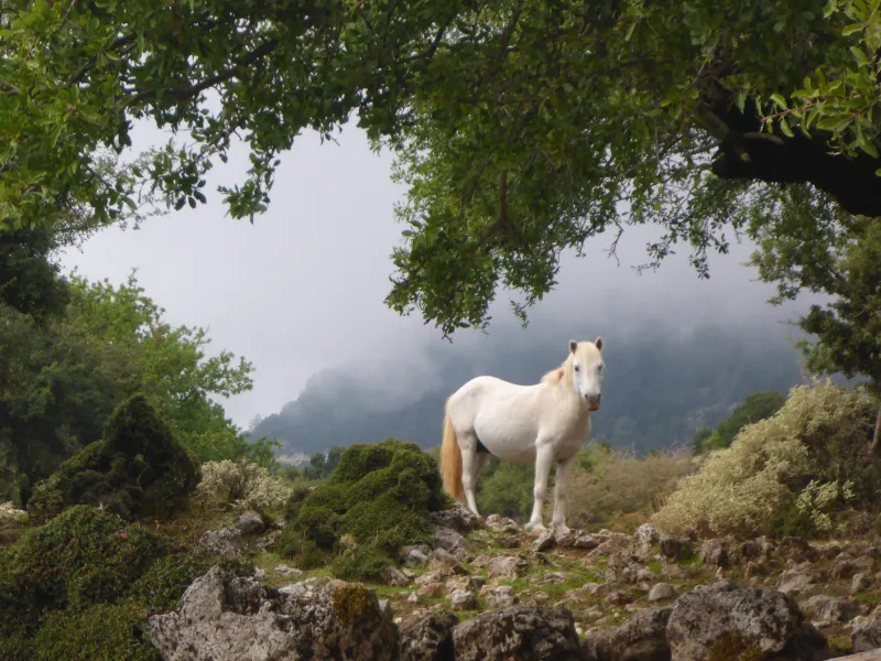 Wild horse of Cephalonia