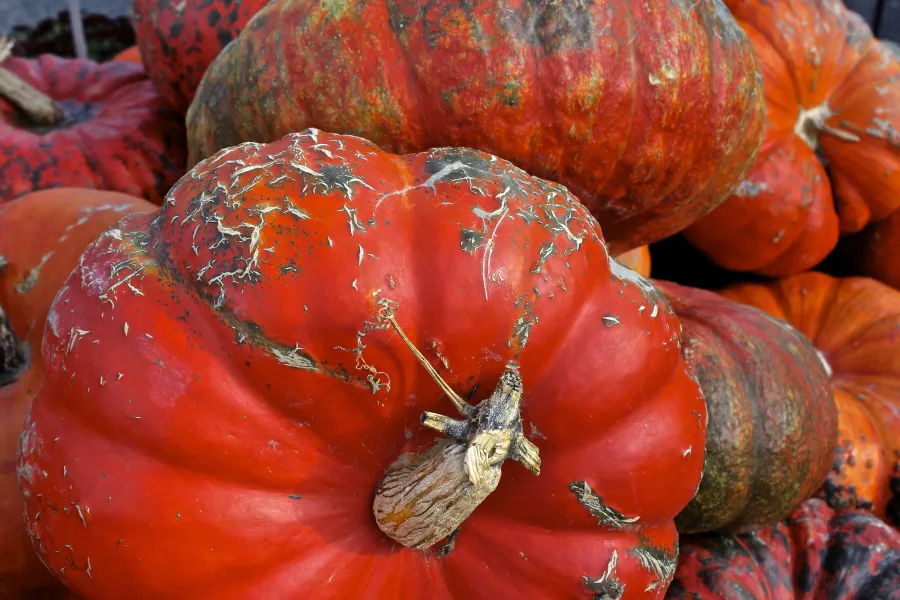 Decorative Pumpkins