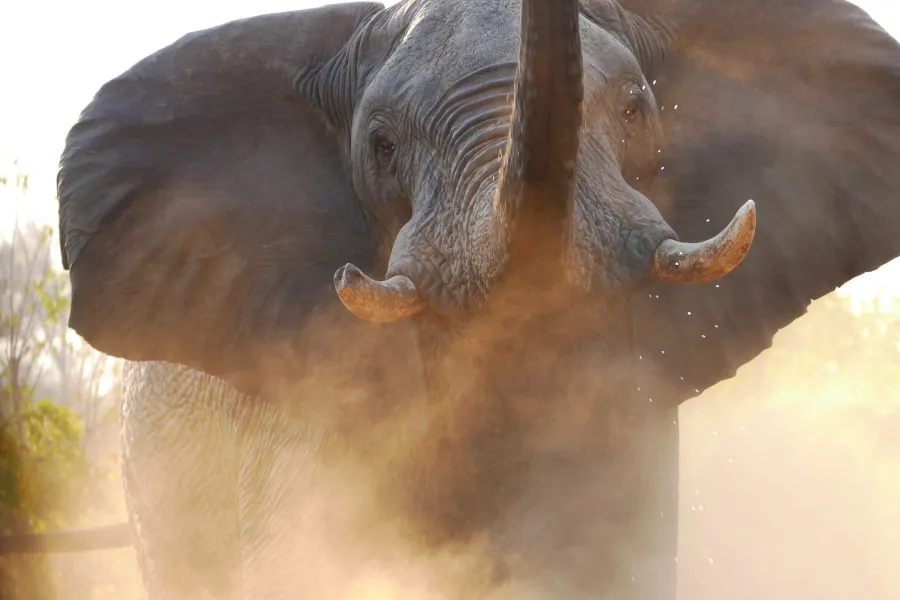 Charged By An Elephant