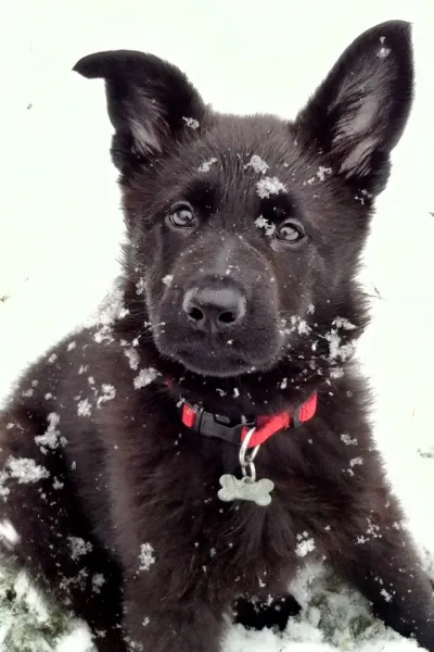 Apollo's First Snow
