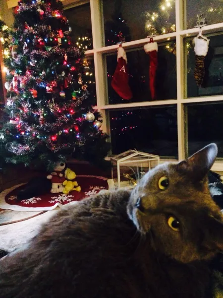 Cats and Christmas!!