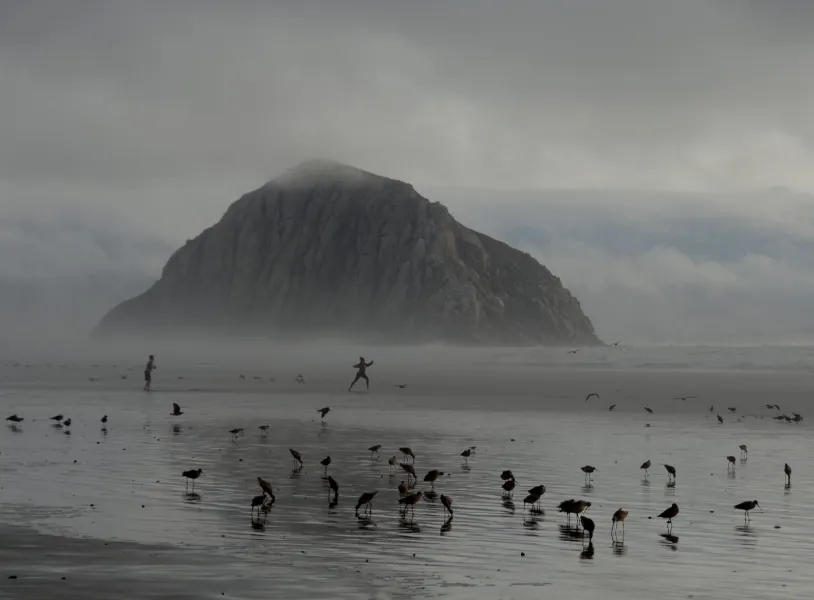 Dancing With The Birds