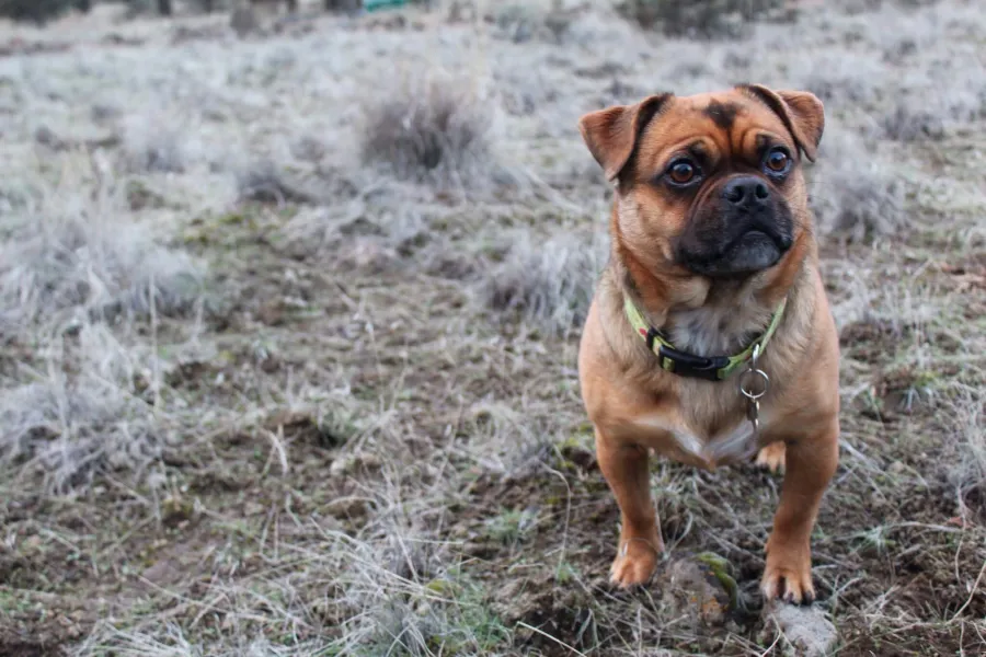 Waiting to chase the ball