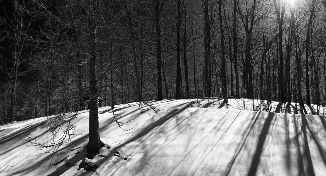 shadows in the snow