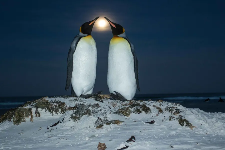 King Penguins and Moon
