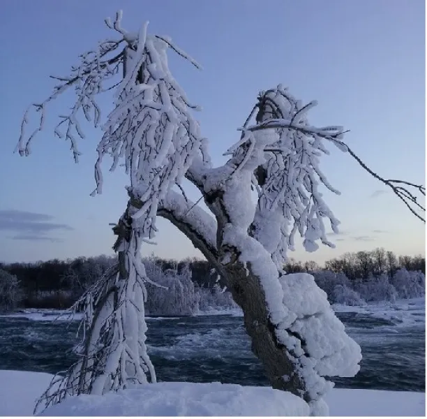 Wild haired snow pony