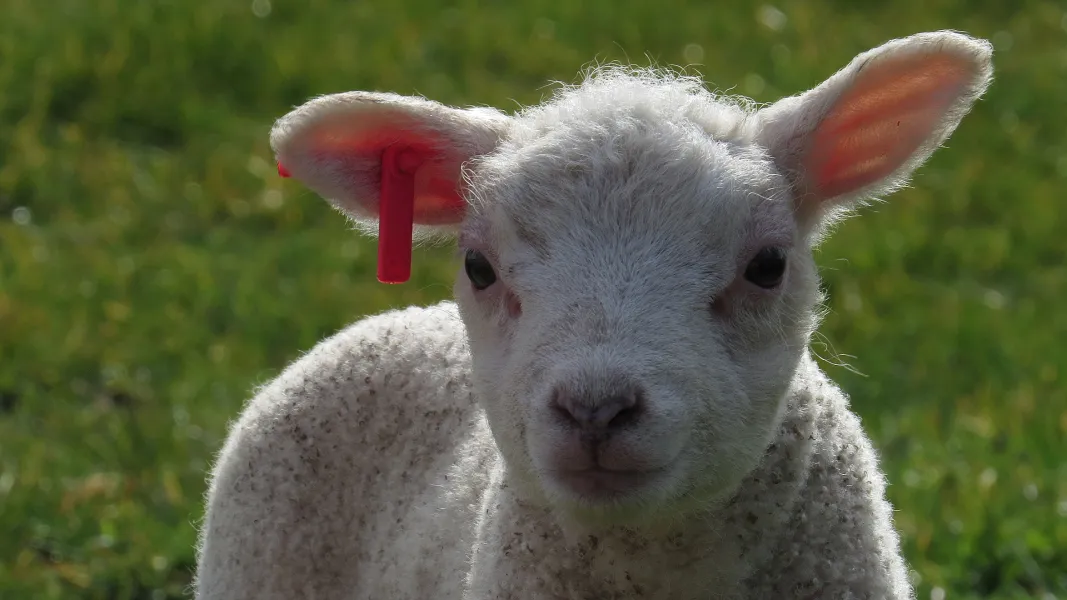 little lamb