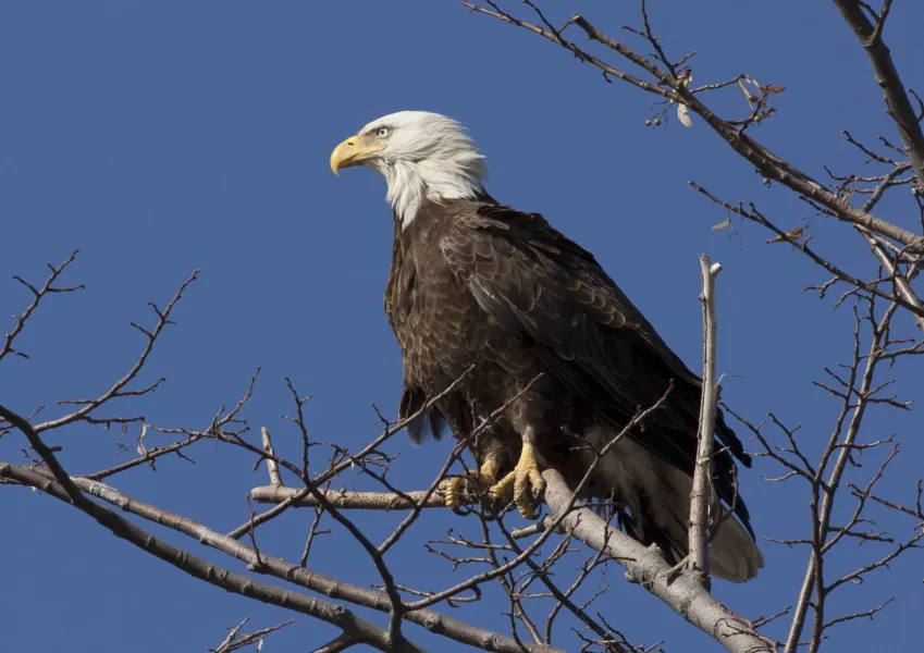 American Bald Eagle