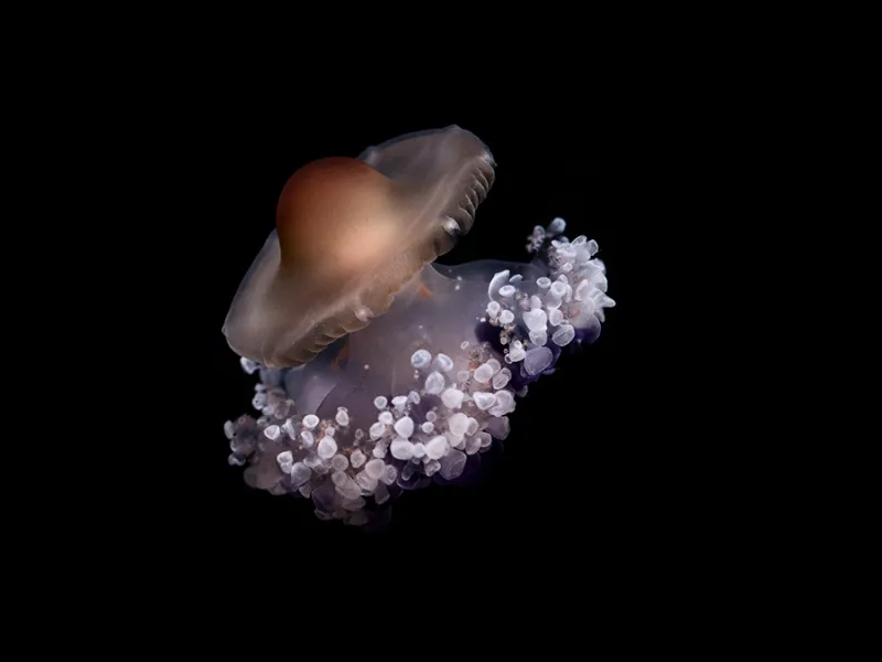 Mediterranean Crown Jelly