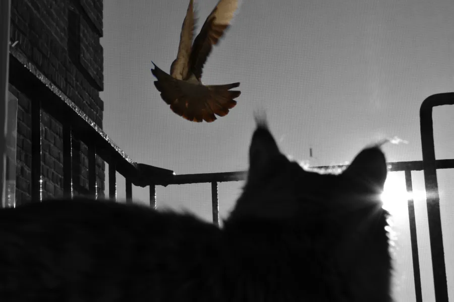 "I missed my chance"