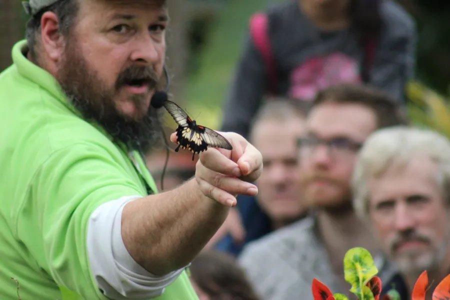 Butterfly release