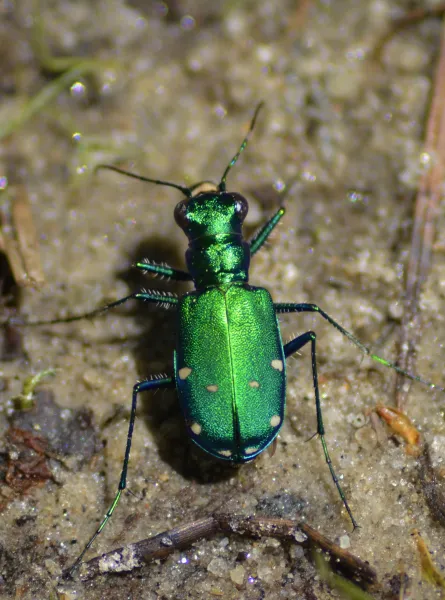 Aqua Green Tiger Beetle